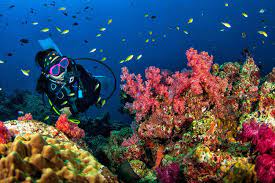 A Diver’s Paradise: Exploring the Underwater Wonders of Dahab