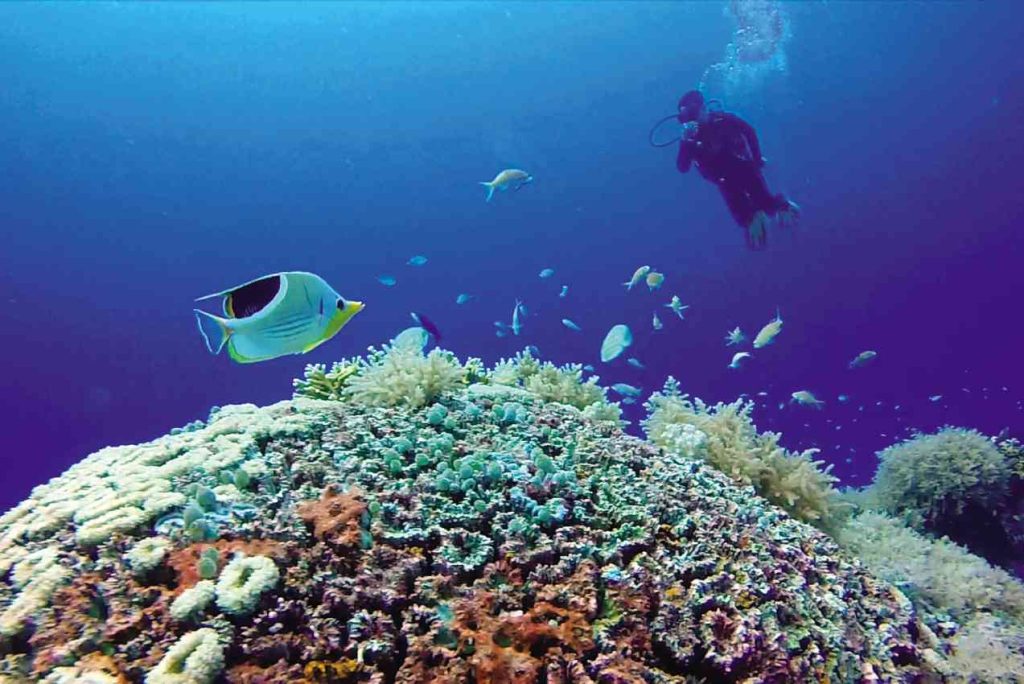  Diving in Taba: Exploring the Red Sea’s Hidden Treasures