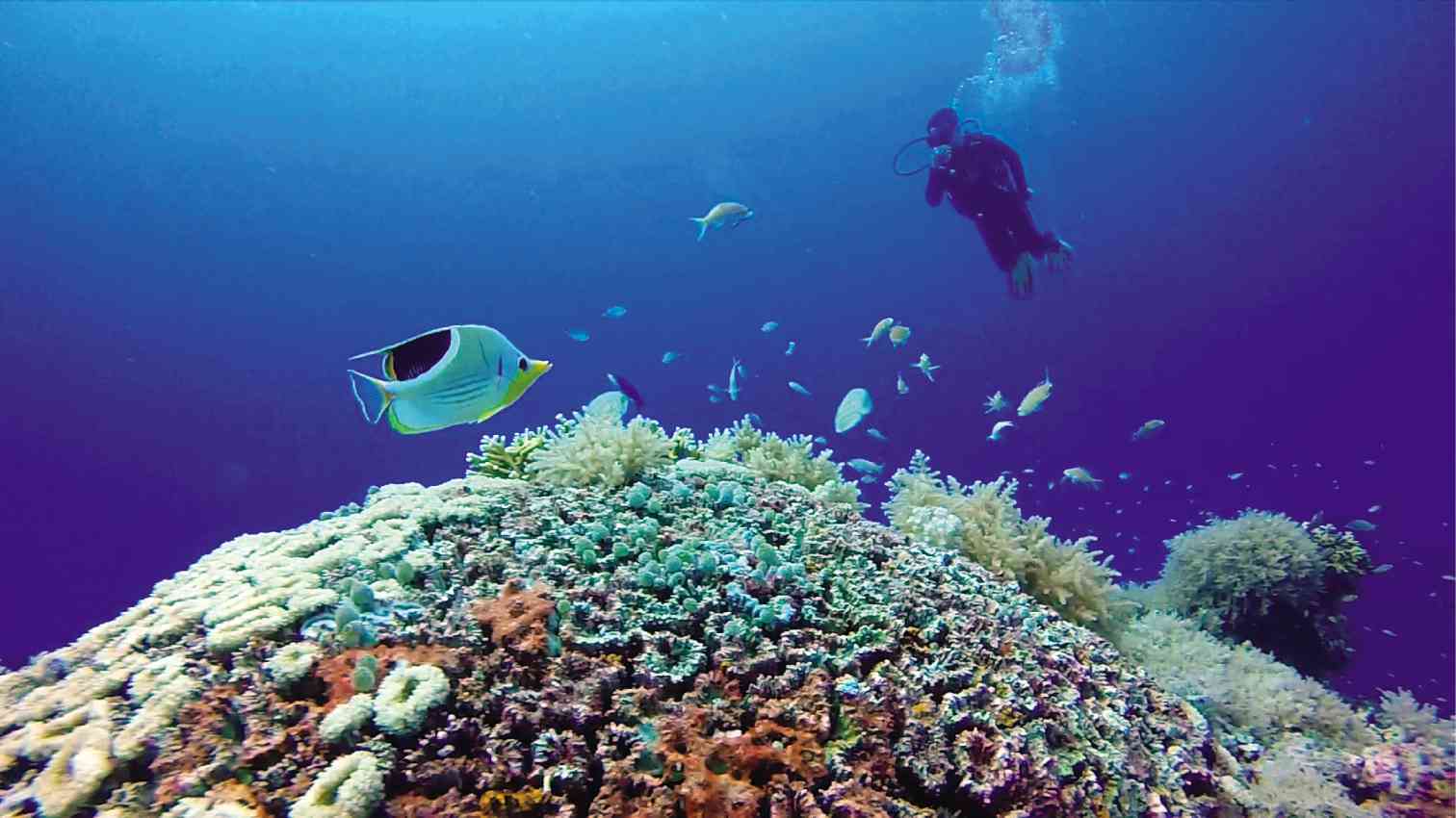  Diving in Taba: Exploring the Red Sea’s Hidden Treasures