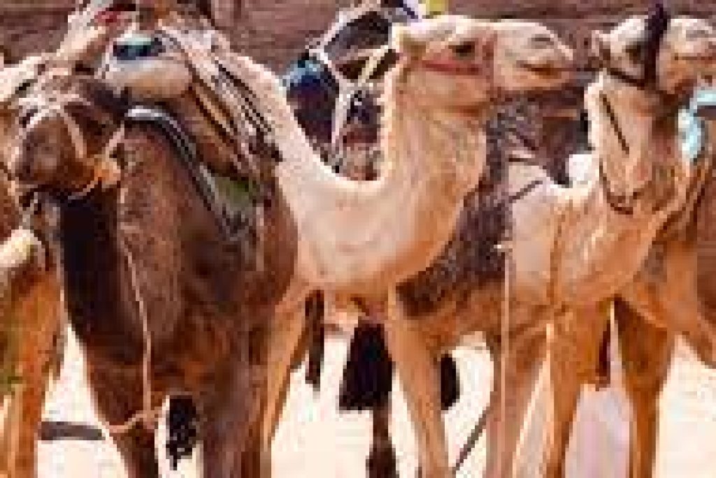 Cultural Encounters: Bedouin Tribes of Nuweiba